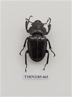 藏品(鬼艷鍬形蟲)的圖片